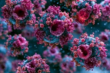 This shows macrophages.