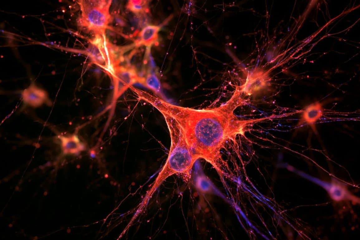 SRGAP2 Slows Human Microglial Maturation