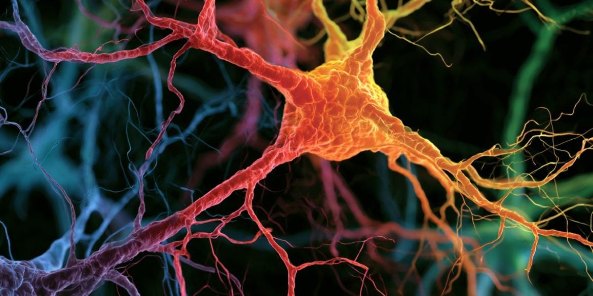 This shows neurons.