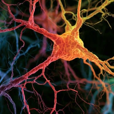 This shows neurons.