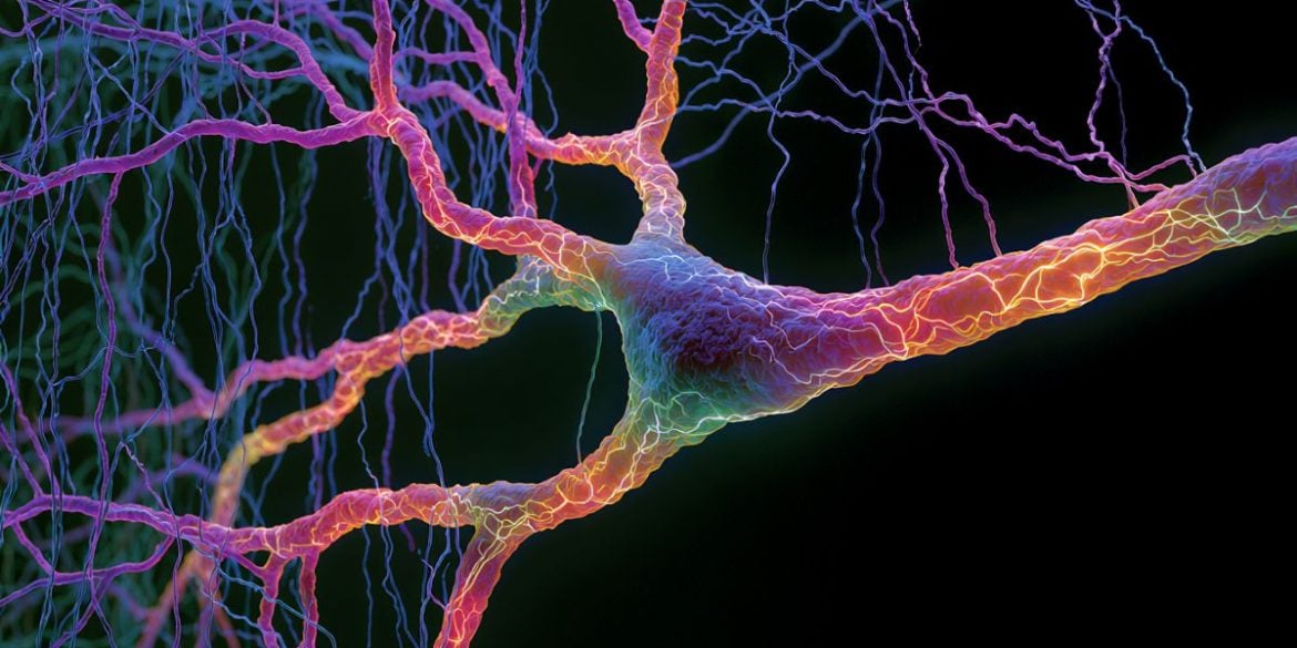 This shows a neuron.