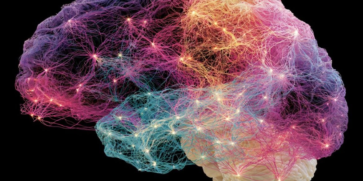This shows a brain.