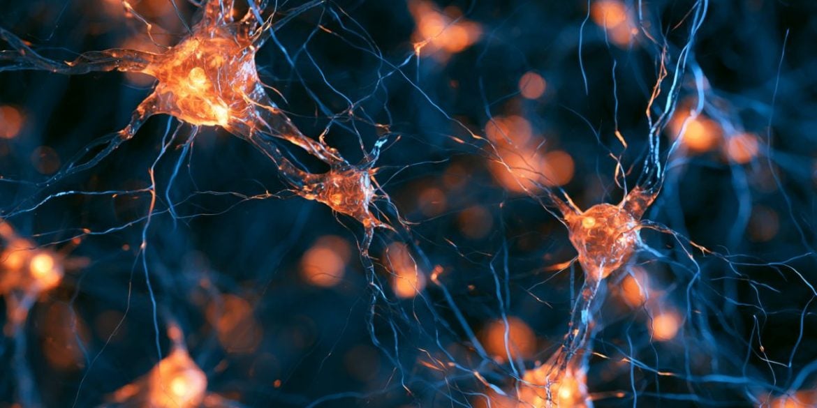 This shows neurons.