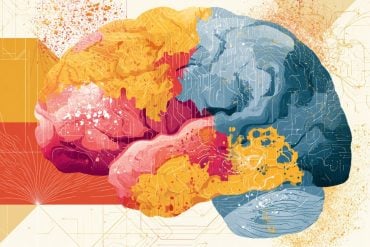 This shows a brain.