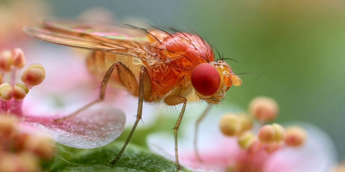 This shows a fruit fly.
