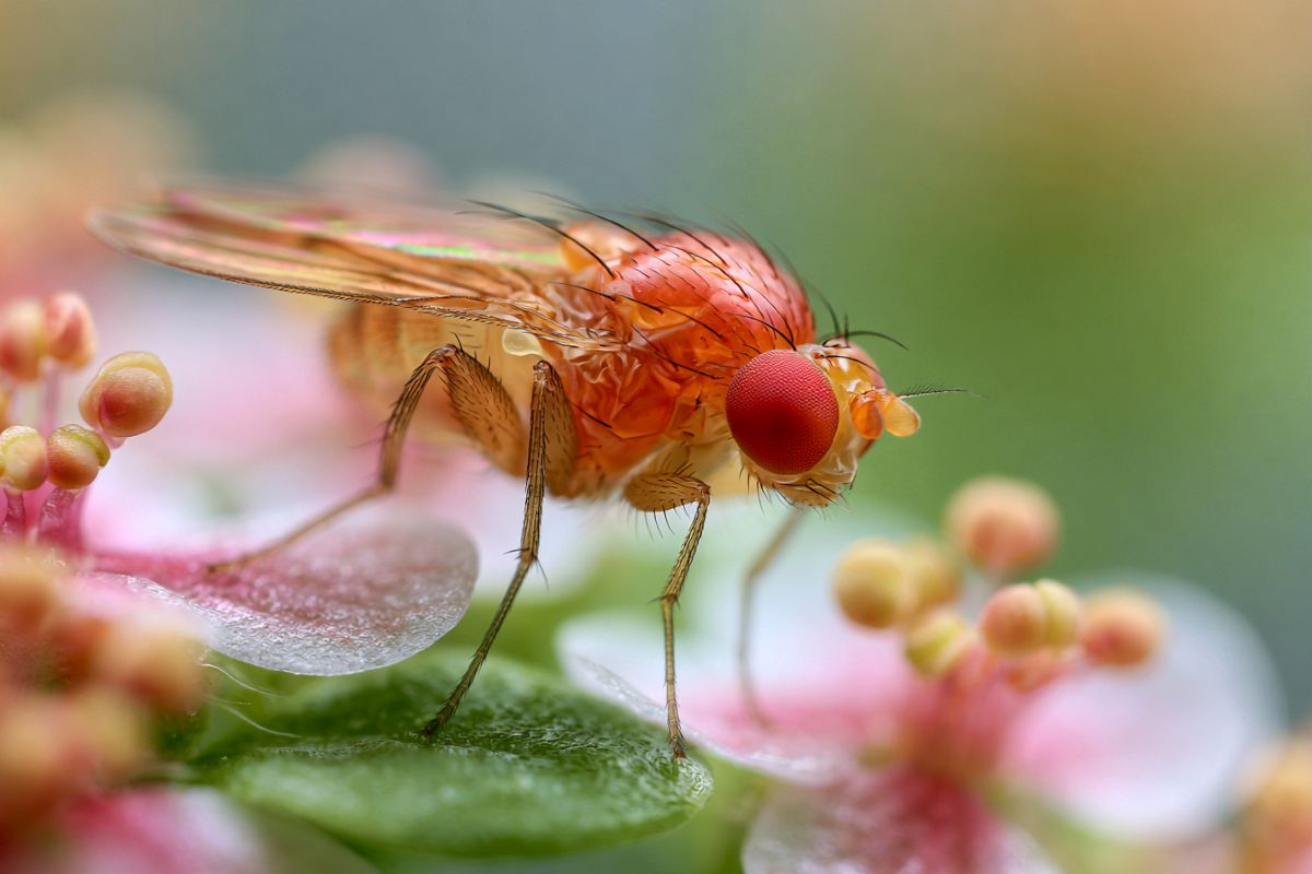 neurosciencenews.com - Fruit Flies Use Memory to Track Smells