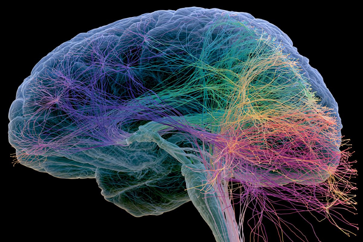 This shows a brain.