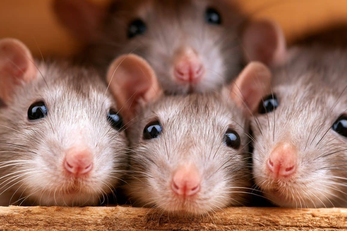 Rats Display Genuine Empathy