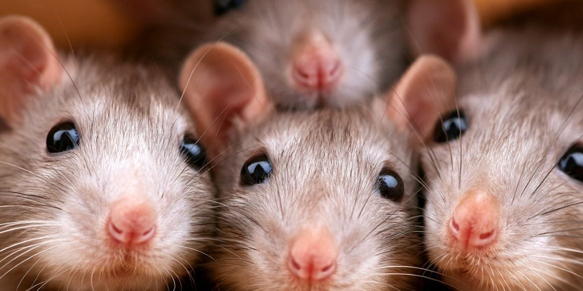 This shows rats.