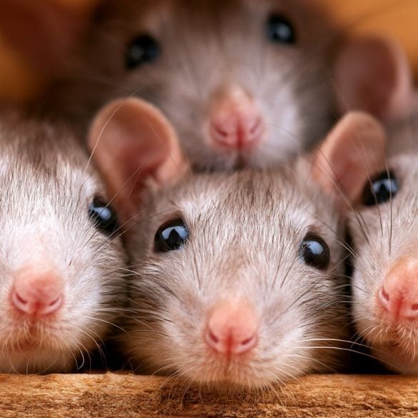 This shows rats.