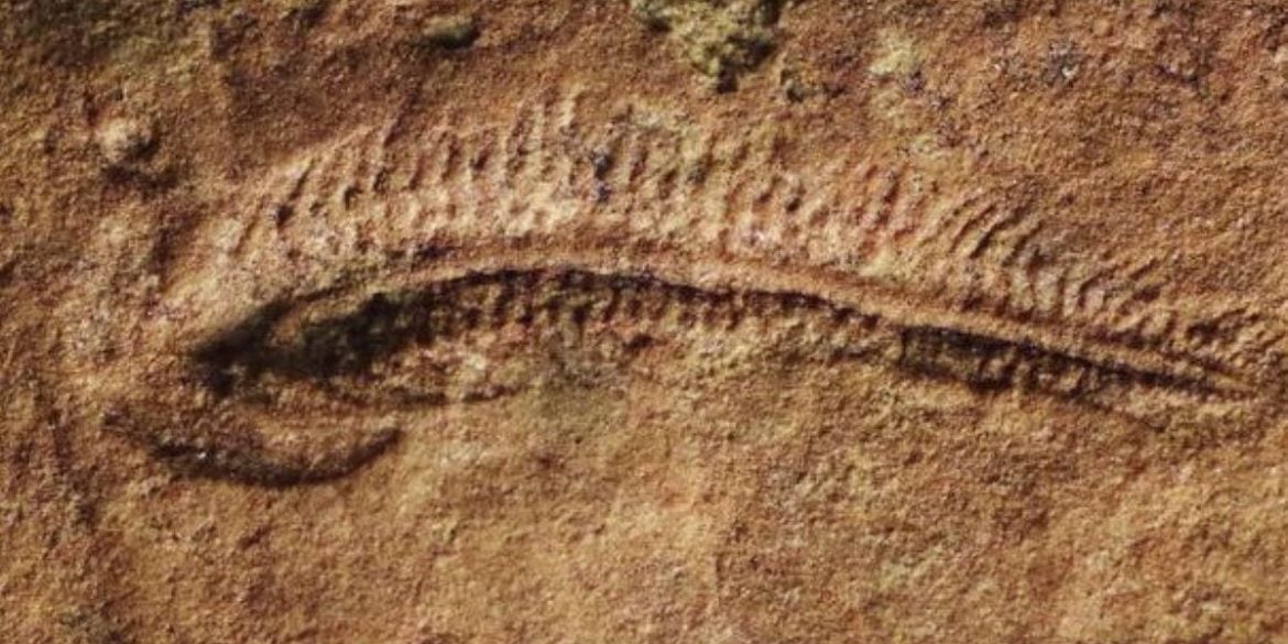This shows a fossil.