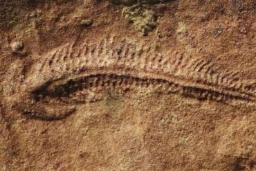 This shows a fossil.