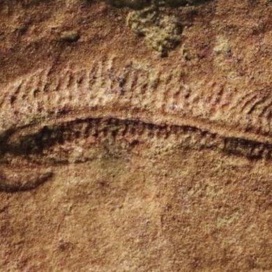 This shows a fossil.
