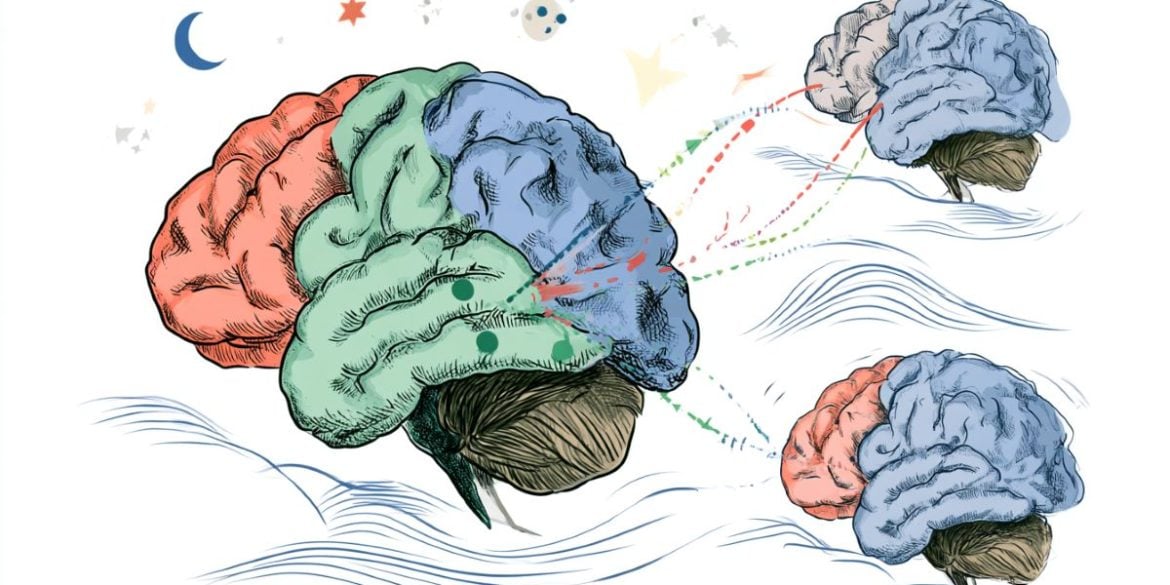 This shows three brains.