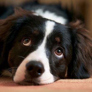 This shows a dog.
