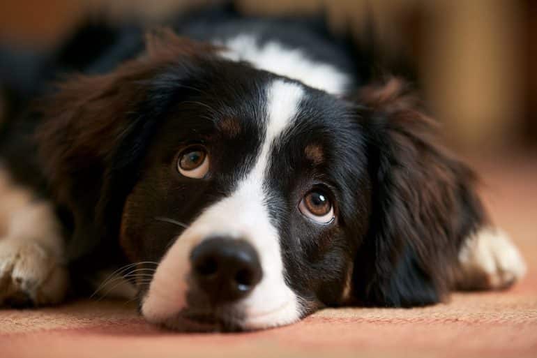 This shows a dog.