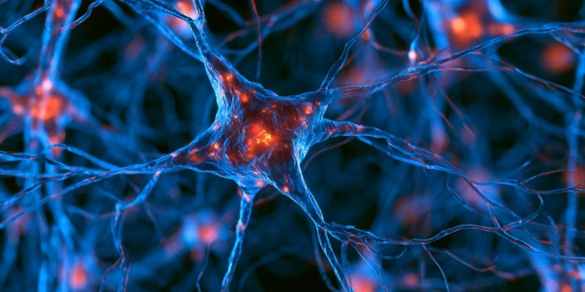 This shows neurons.