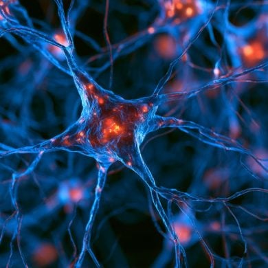 This shows neurons.