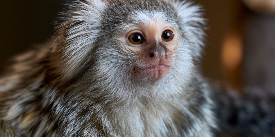This shows a marmoset.
