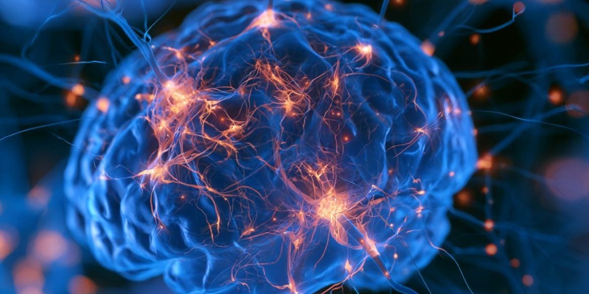 This shows a brain.