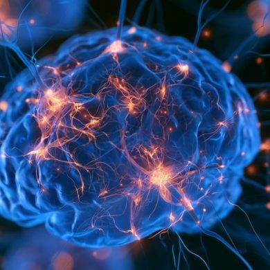 This shows a brain.