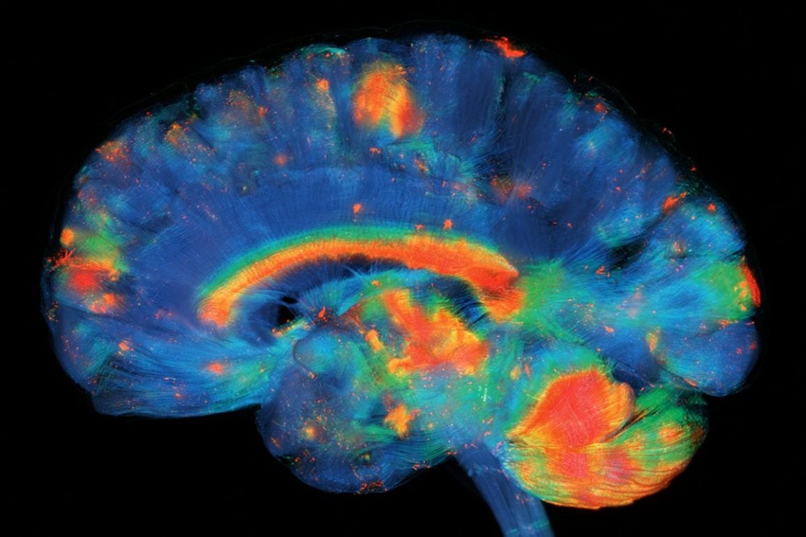 Neural Mechanism Behind Goal-Directed Behavior Revealed