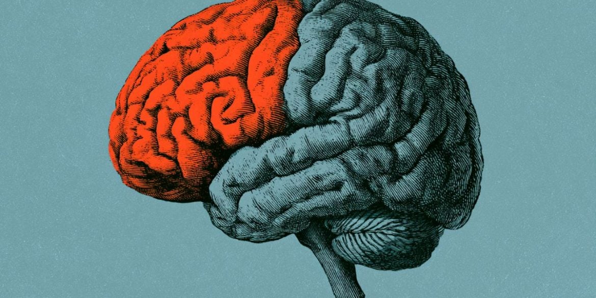 This shows the pfc in the brain.