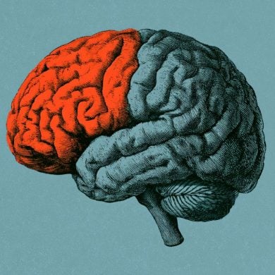This shows the pfc in the brain.