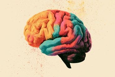 This shows a colorful brain.