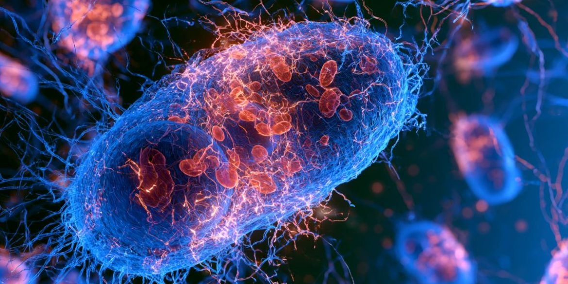 This shows mitochondria.