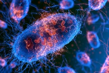 This shows mitochondria.