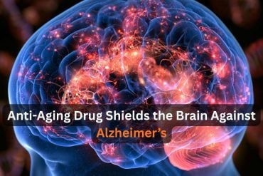 This shows a head and a brain.