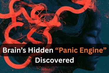 This shows the outline of a head with the caption "Brain’s Hidden “Panic Engine” Discovered".