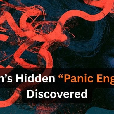 This shows the outline of a head with the caption "Brain’s Hidden “Panic Engine” Discovered".