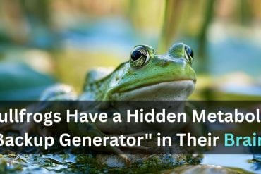 This shows a bullfrog. Caption reads "Bullfrogs Have a Hidden Metabolic "Backup Generator" in Their Brains."