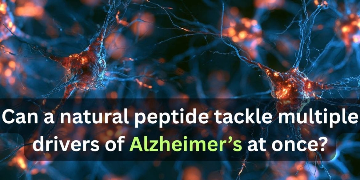 This shows neurons. Caption reads "Can a natural peptide tackle multiple drivers of Alzheimer’s at once?"