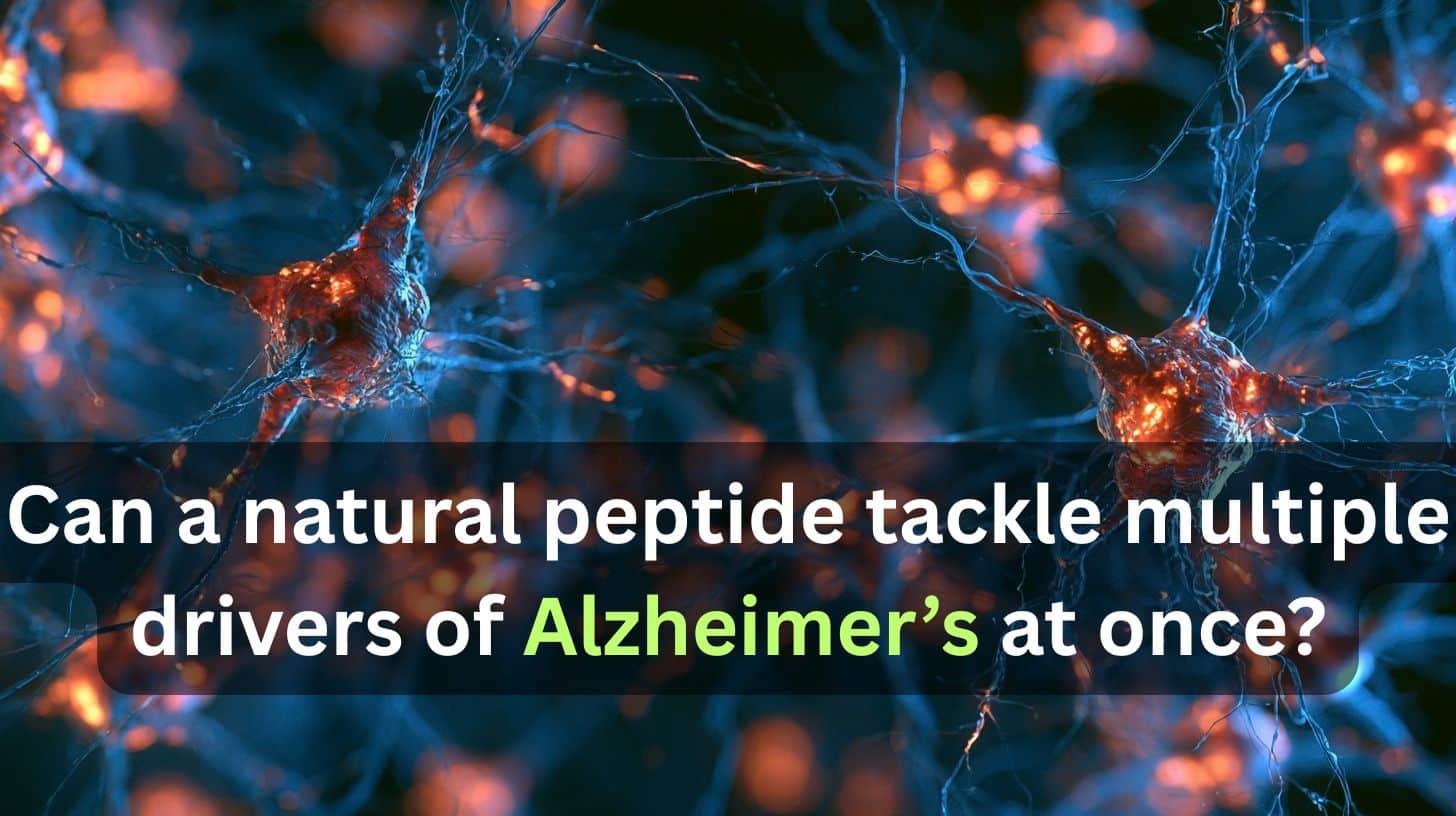 This shows neurons. Caption reads "Can a natural peptide tackle multiple drivers of Alzheimer’s at once?"