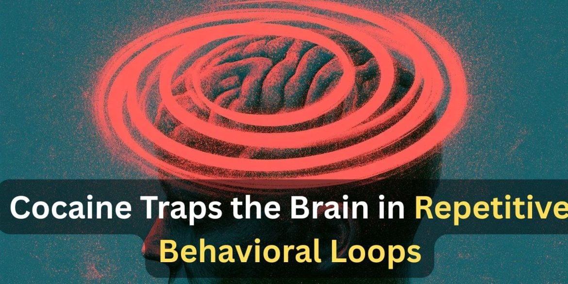 This shows a brain with loops around it. Caption reads "Cocaine Traps the Brain in Repetitive Behavioral Loops."