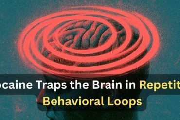 This shows a brain with loops around it. Caption reads "Cocaine Traps the Brain in Repetitive Behavioral Loops."