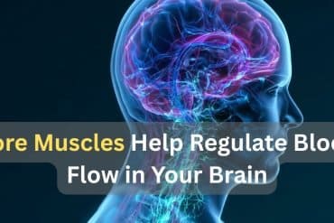 This shows a head and a higlighted brain/ Caption reads "Core Muscles Help Regulate Blood Flow in Your Brain".
