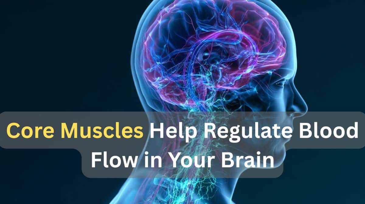 This shows a head and a higlighted brain/ Caption reads "Core Muscles Help Regulate Blood Flow in Your Brain".