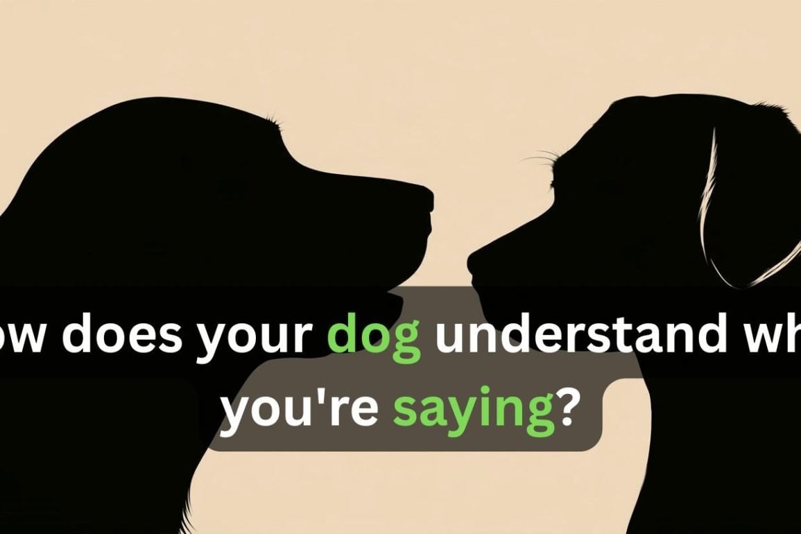 Dogs Parse Human Speech Using the Same Consonant Bias as Humans