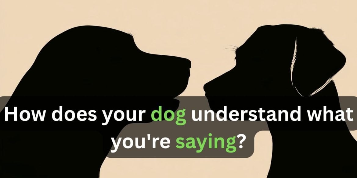 This shows two shadows of dogs. Caption reads "How does your dog understand what you're saying?"