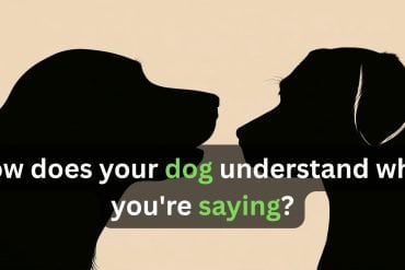 This shows two shadows of dogs. Caption reads "How does your dog understand what you're saying?"