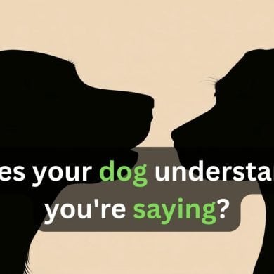 This shows two shadows of dogs. Caption reads "How does your dog understand what you're saying?"