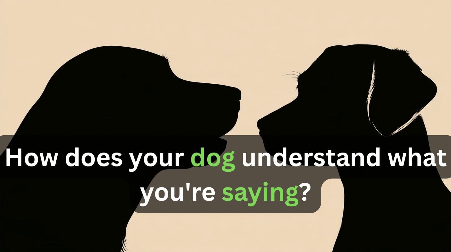 This shows two shadows of dogs. Caption reads "How does your dog understand what you're saying?"