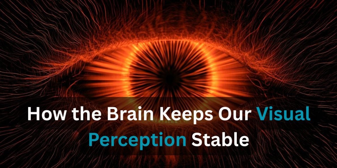 This shows a red eye. Caption reads "How the Brain Keeps Our Visual Perception Stable."