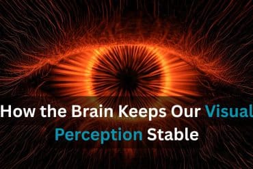 This shows a red eye. Caption reads "How the Brain Keeps Our Visual Perception Stable."