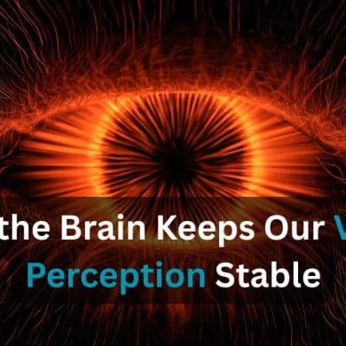 This shows a red eye. Caption reads "How the Brain Keeps Our Visual Perception Stable."