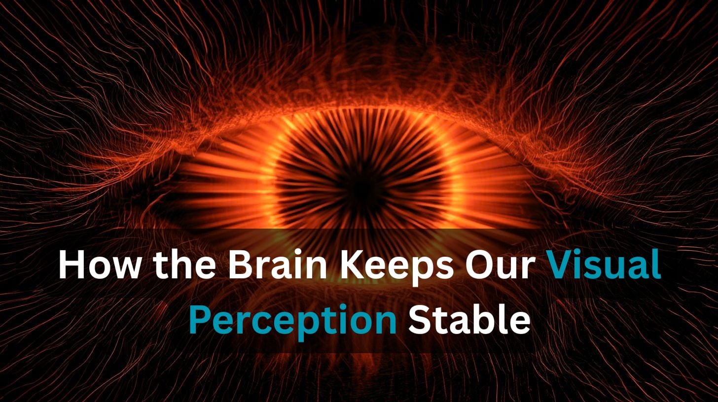 This shows a red eye. Caption reads "How the Brain Keeps Our Visual Perception Stable."